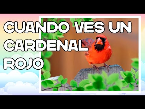 ¿Qué significa VER un CARDENAL ROJO después de una MUERTE?