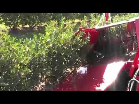 Joanna 3 - zbiór aronii - 2011 Nebraska, USA, aronia harvest