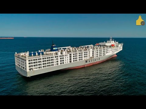 12.000 CABEZAS EN UN BARCO