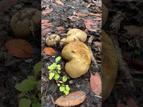 Common Earthball | Scleroderma citrinum | #vancouver #canada | #mushrooms | ​⁠ @jeshroomchrist