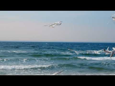 65 McLennan Street, Woody Point, QLD 4019, 2 ਕਮਰੇ, 1 ਬਾਥਰੂਮ, House