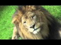 Farm Animal Wild Animal Sounds YouTube