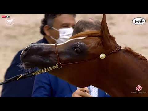 N 16 AL ARYAM SHAQRA   Dubai International Arabian Horse Championship 2021   Yearling Fillies Class