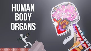 Human Body Organs vs People in People Playground 1.24