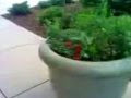 Bunny Hunt
