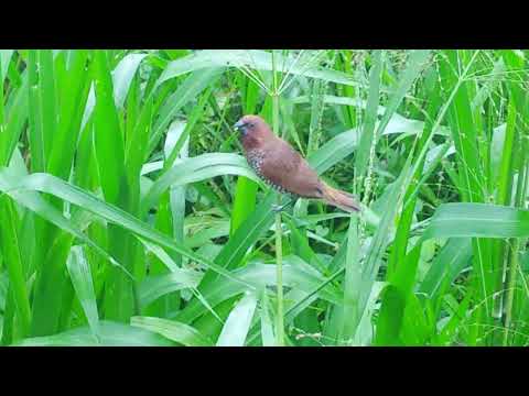 Scaly-breasted munia |spotted munia | Lonchura Punctulata | nutmeg mannikin |spice finch bird