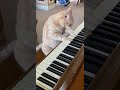 Cat Plays Piano! 🎹 #cats #piano