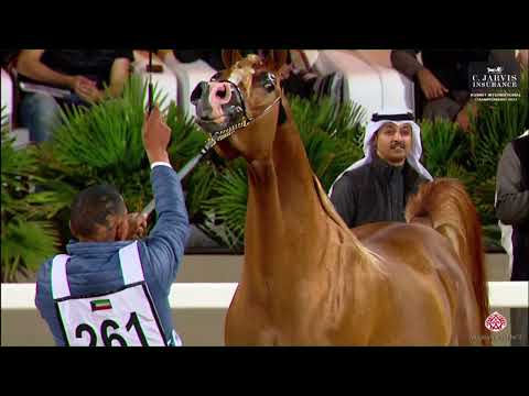 N 261 AABER AL HADDAR   10th Kuwait International Championship 2023   Stallions 4 6 Years Old Class