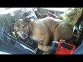 BARNEY THE FIRE DOG