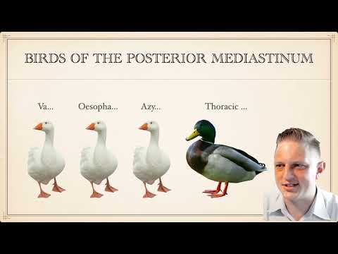 Thoracic Anatomy for the RACS GSSE (Part 1: Lecture) - Dr Charles Jenkinson