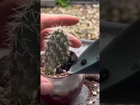 屋外のサボテン園を段階的に作るにはどうすればよいですか？そして、鍋に1つ？  庭園