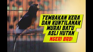Download lagu KOMPILASI TEMBAKAN  MURAI BATU HUTAN bikin LANGSUNG DIEM atau AUTO NGAMUK mp3