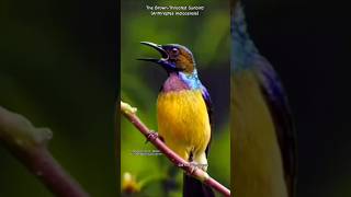 Download lagu The Brown-throated Sunbird (Anthreptes malacensis) – Beautiful Birdsong in Nature - Kolibri Kelapa mp3