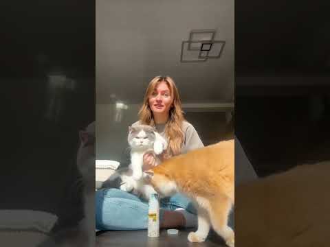 Kommen eure Katzen alle gut miteinander klar? #katzenliebe #cat #katzen #catlover