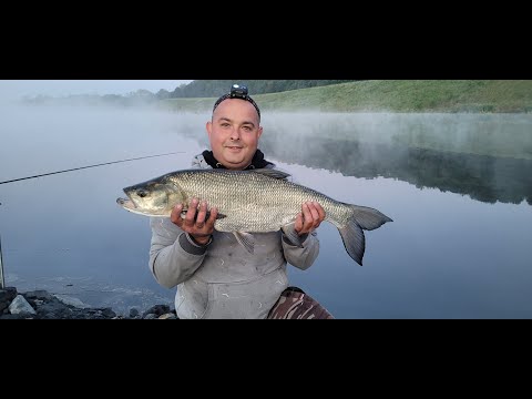 Wielki Boleń na pusty method feeder. Karasiowy zawrót głowy