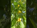 4K Video Cornelian #shorts#sweetcherry💛|Beautiful Big Yellow Cherry Tree In America| #cherrypicking