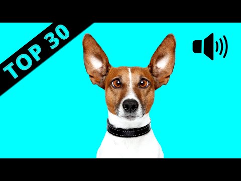 30 Sounds Dogs React To &amp; LOVE (Whistles, Squeaky Toys, Doorbell &amp; More)