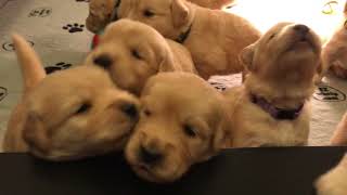 Puppies are 3 Weeks Old Today