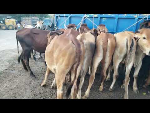 Tiangue de Santa Rosa de Lima, La Unión Norte, sábado 13 de diciembre 2025