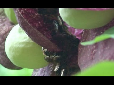 Loco's garden 2 "aristolochia gigantea full of bees"