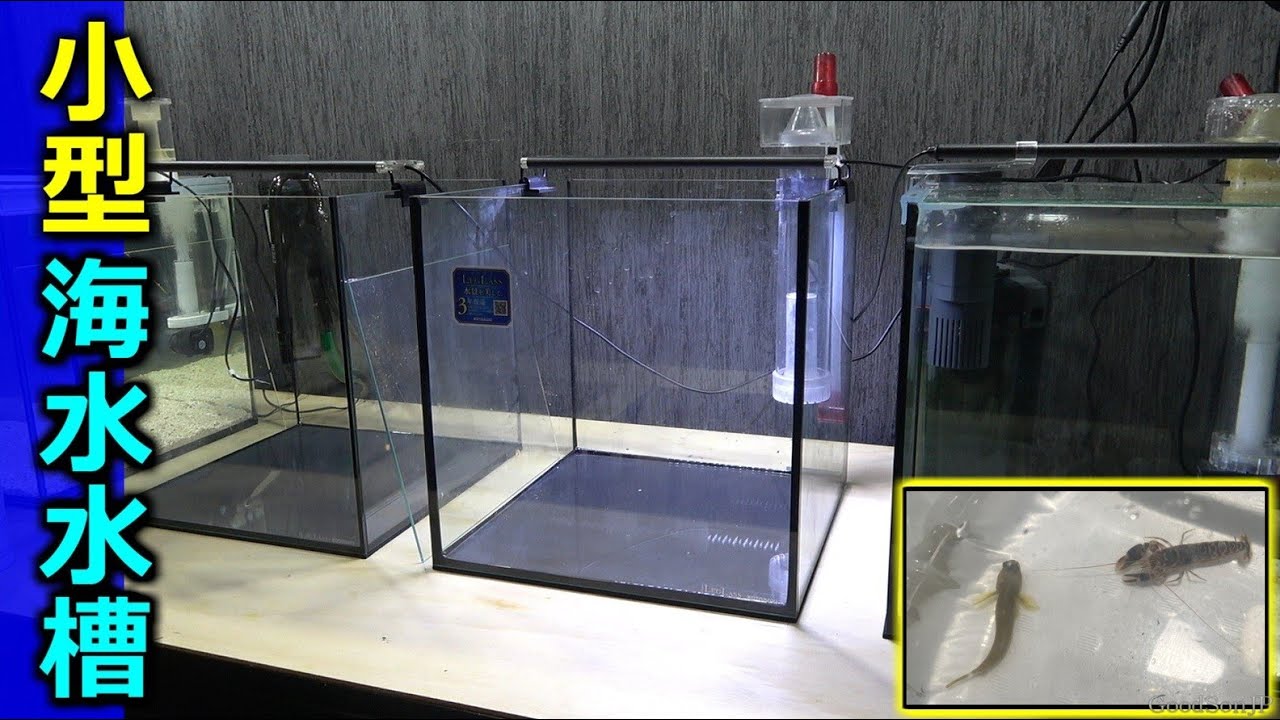 不思議な共生関係にある海の生き物をもらってきたので水槽を立ち上げてみた【マリンアクアリウム】