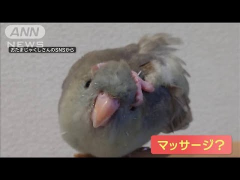 なぜ鳥たちは餌箱に来ないのですか？羽鳥を引き寄せるための適切な解決策  庭園