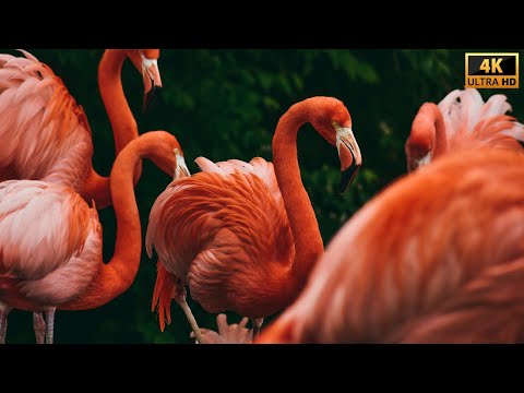 Stunning Pink Flamingos - 4K Video - Flamingo Bird Collection