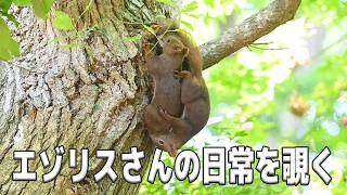 【エゾリスさんの日常を覗く】 Vol.26　#エゾリス #北海道 #野生動物 #癒し