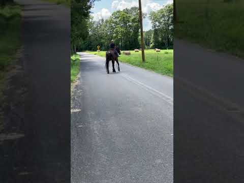 TSP LOT#1900 - Geld - 14YO - 15.3H - $1,200