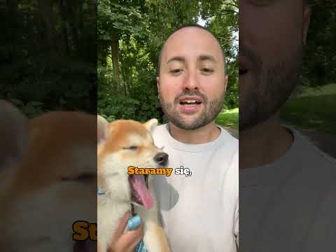 How to stop a puppy from peeing in the house? #shibainu #shiba #dog #puppy #shibapuppy