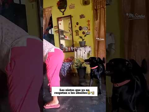 Casi hace caer a la abuela😍🐕#dog #mascotas #travieso #tierno #adorable #perritosgraciosos