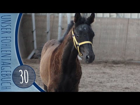 Fohlentagebuch #30 "4 Monate mit Nico"