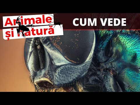 viziunea minus 4 este rea