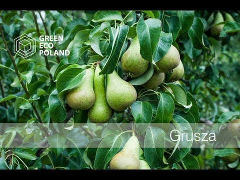 Wpływ Expando na wzrost gruszy odmiana konferencja