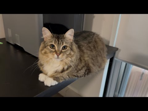 YouTube 썸네일