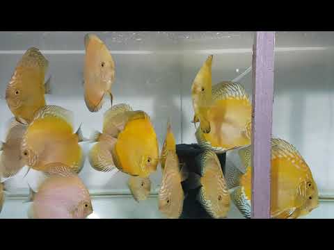 Solid Yellow & Golden Pegion Discus Fish - Breeding Ready
