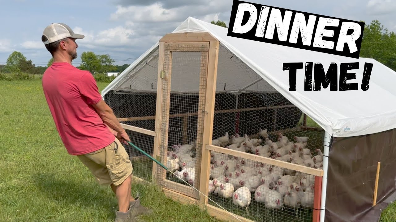 Feeding Over 400 Cornish Cross Chickens!