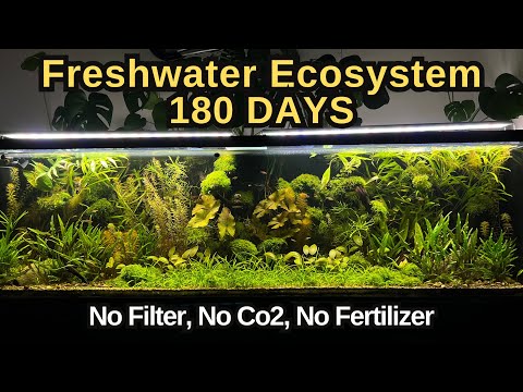 I Simulated Freshwater Ecosystem For 180 Days, No Co2, No Water Change, No Filter
