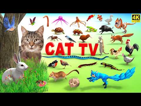 3d TV for Cats | Cat Games Ultimate Cat TV Compilation | Movie for Cats to Watch | 4k
