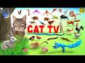3d TV For Cats Cat Games Ultimate Cat TV Compilation Movie For Cats To Watch 4k