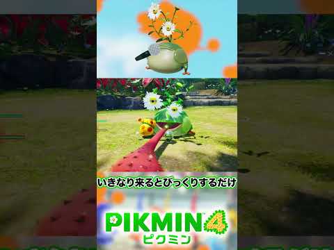 びっくり菊になりてぇな#ピクミン4 #shorts #fyp