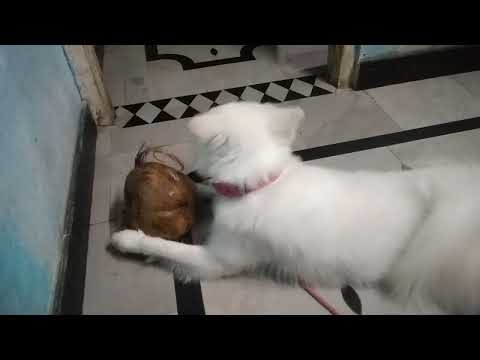 My dog helping to my mom by opening coconut 💖# helping dog #