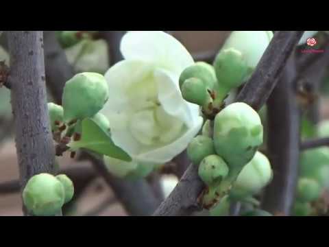 Chaenomeles japonica