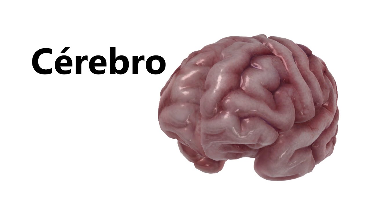 Anatomia do Cérebro em 3D