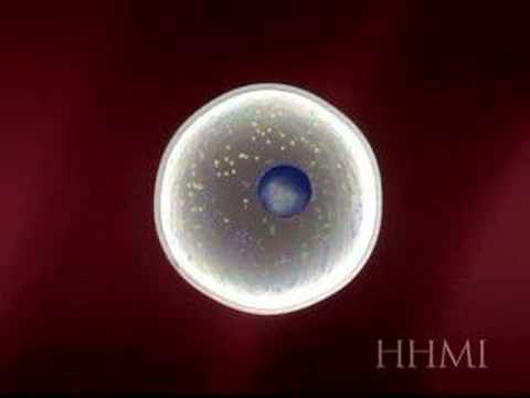 SOMATIC CELL TRANSFER