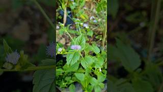 Download lagu bay leaf mp3