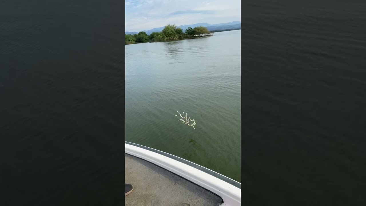 Pesca con 9 señuelos al mismo tiempo! #shorts