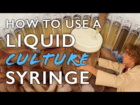 How to Use a Liquid Culture Syringe to Inoculate Grain Spawn: the First Step in Mushroom Cultivation