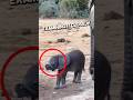 This Baby Elephant Discovered His Trunk First Time ️ Shorts