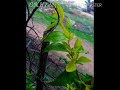 Mungaru Male Music Instrument Ringtone And WhatsApp Status